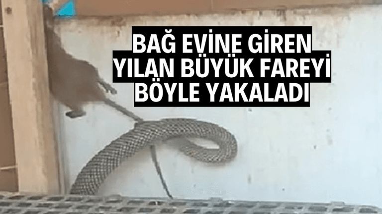 Manisa'da bağ evine giren yılan büyük fareyi böyle yakaladı