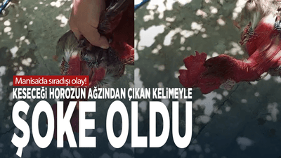 Manisa’da Sıradışı Olay: Keseceği Horozun Ağzından Çıkan Kelimeyle Şoke Oldu